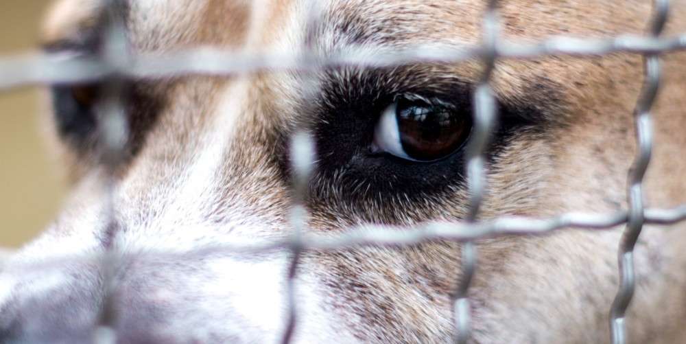 Leserforum / Tierschutz und Messie-Syndrom