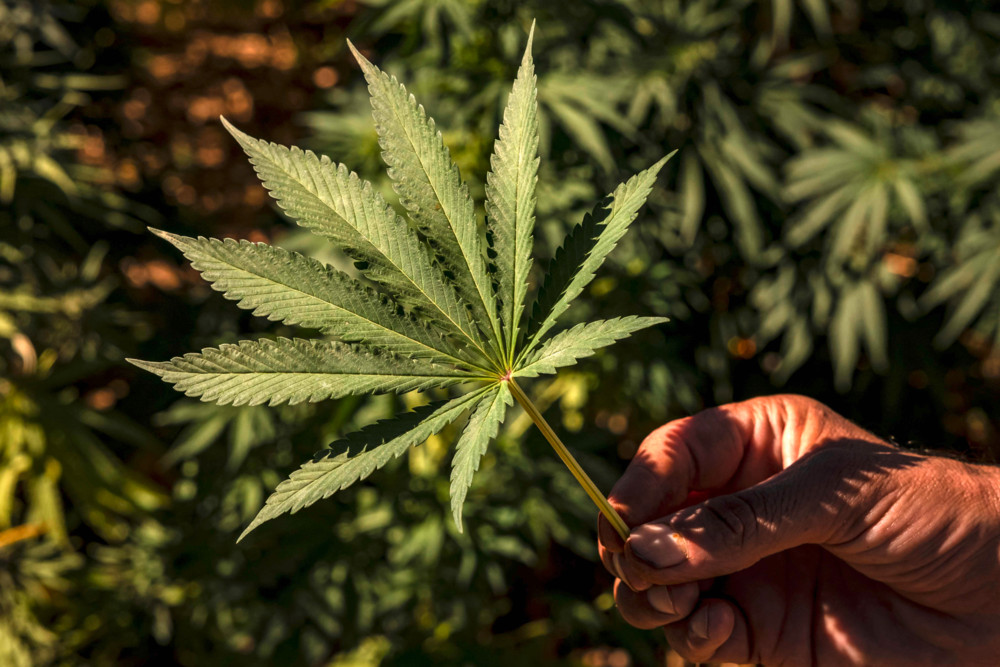 Leserforum / Cannabis ist keine Schokolade!