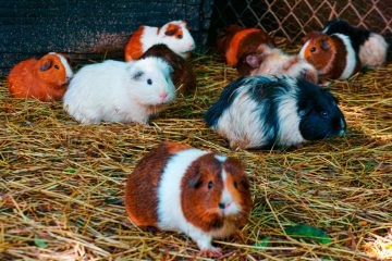 Tierschutz / Schlechter Gesundheitszustand: Polizei beschlagnahmt 354 Meerschweinchen in Vichten