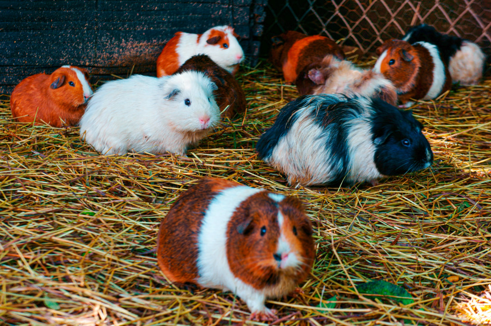 Tierschutz / Schlechter Gesundheitszustand: Polizei beschlagnahmt 354 Meerschweinchen in Vichten