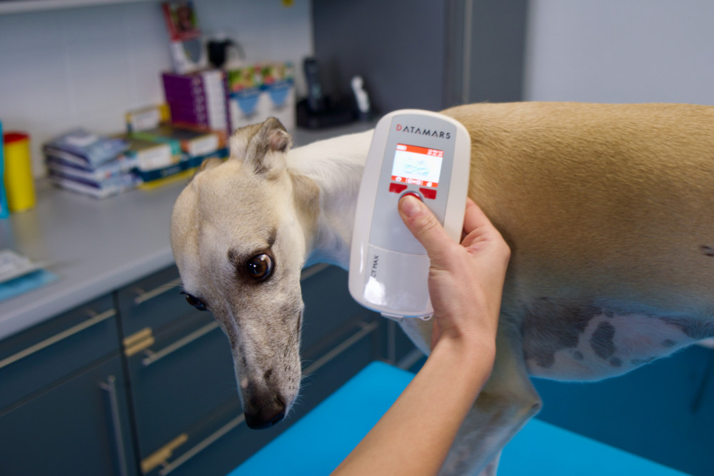 Tierfreunde / Fehlende oder falsch registrierte Chips sind ein Problem für Haustiere in Luxemburg