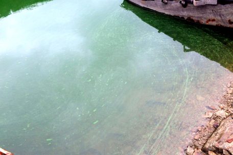 Luxemburg / Warum der Badespaß immer wieder wegen Blaualgen getrübt ist