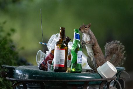 Seltsamer Raub / Schnapsjagd im Gartenhaus: Einbrecher bedienen sich an Alkoholvorrat