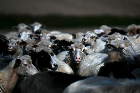 Luxemburg  / Blauzungenkrankheit: Fallzahlen innerhalb eines Monats fast verdoppelt