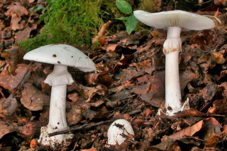 Schwere Vergiftungen / Kinder aus dem Saarland auf Intensivstation – Giftpilz wächst auch in Luxemburg