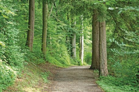 Lellig / Baum stürzt um und tötet 40-jährigen Wanderer