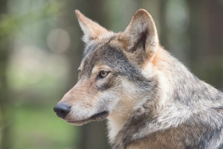 Deutschland / Nach Unfall auf der B 407 – Womöglich toter Wolf in Rheinland-Pfalz gefunden