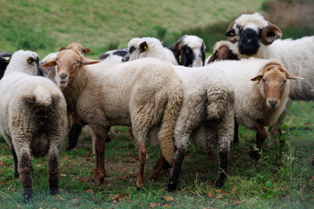 Luxemburg / Blauzungenkrankheit: Zahl der infizierten Tiere steigt auf 1.313