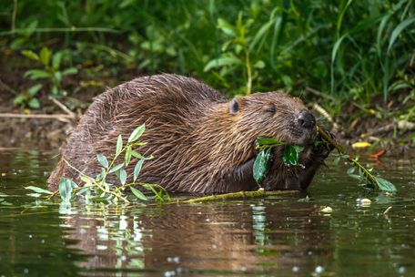 Tiere / Comeback für den Architekten der Natur: Biberpopulation in Luxemburg wächst