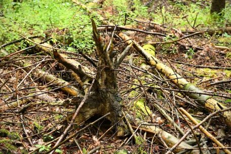 UN-Biodiversitätskonferenz / Zustand der Natur in Luxemburg „beängstigend“: „Mouvement écologique“ fordert entschlossenes Handeln