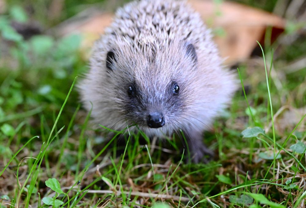Rote Liste / Zahl der Igel geht zurück – auch in Luxemburg geht es dem „Kéiseker“ schlecht