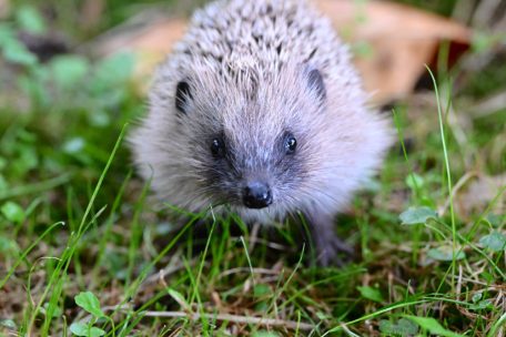 Rote Liste / Zahl der Igel geht zurück – auch in Luxemburg geht es dem „Kéiseker“ schlecht