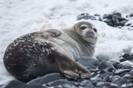 Ursachen größtenteils unklar / Zahl der Seehunde im Wattenmeer nimmt ab