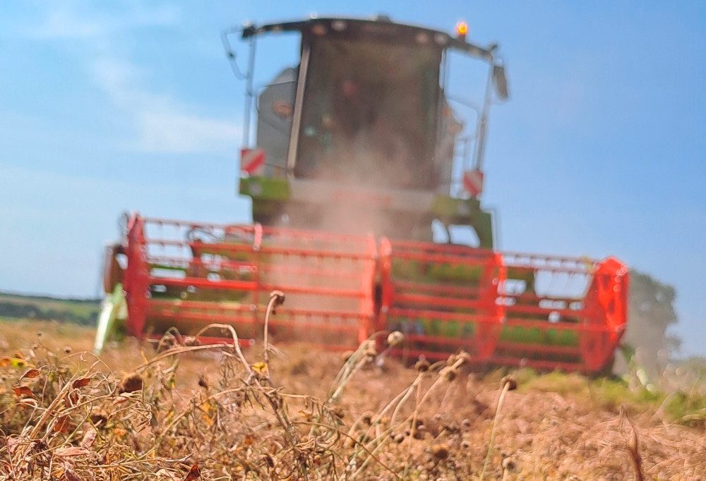 Pilotprojekt / Kichererbsen und Co. aus Luxemburg: Erste Ernte verläuft durchwachsen