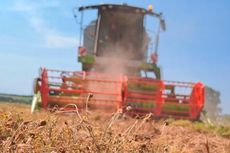 Pilotprojekt / Kichererbsen und Co. aus Luxemburg: Erste Ernte verläuft durchwachsen