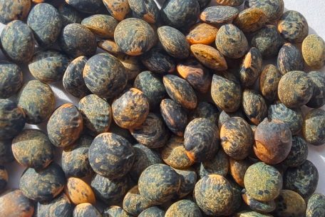 Die Linsen haben das Pilotprojekt am besten überstanden