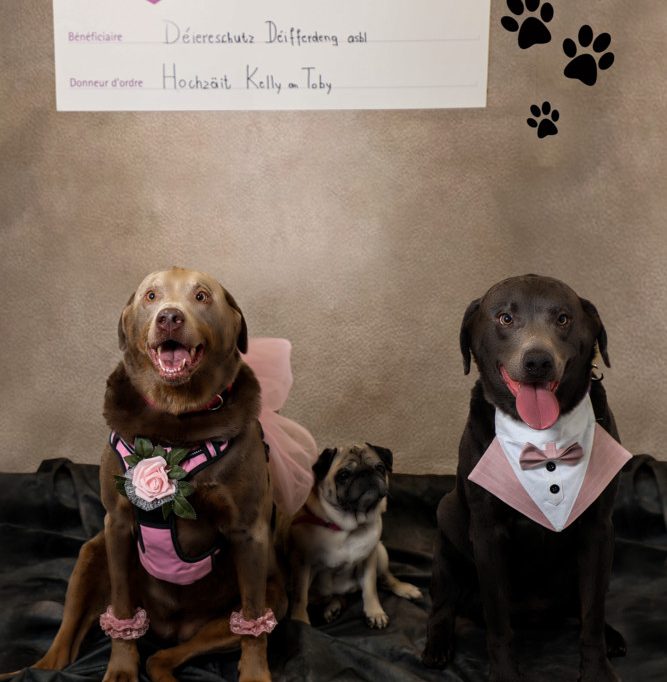 Differdingen / Nach Hundehochzeit von Kelly und Tobi: Besitzerin spendet 1.414 Euro an Tierschutzverein