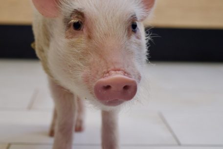 Intelligent, sensibel und neugierig: Das Yin-Schwein Babe