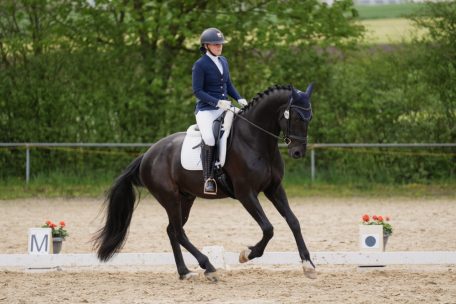 Freizeittiere / Wie Pferde durch den Ausbildungsweg lernen