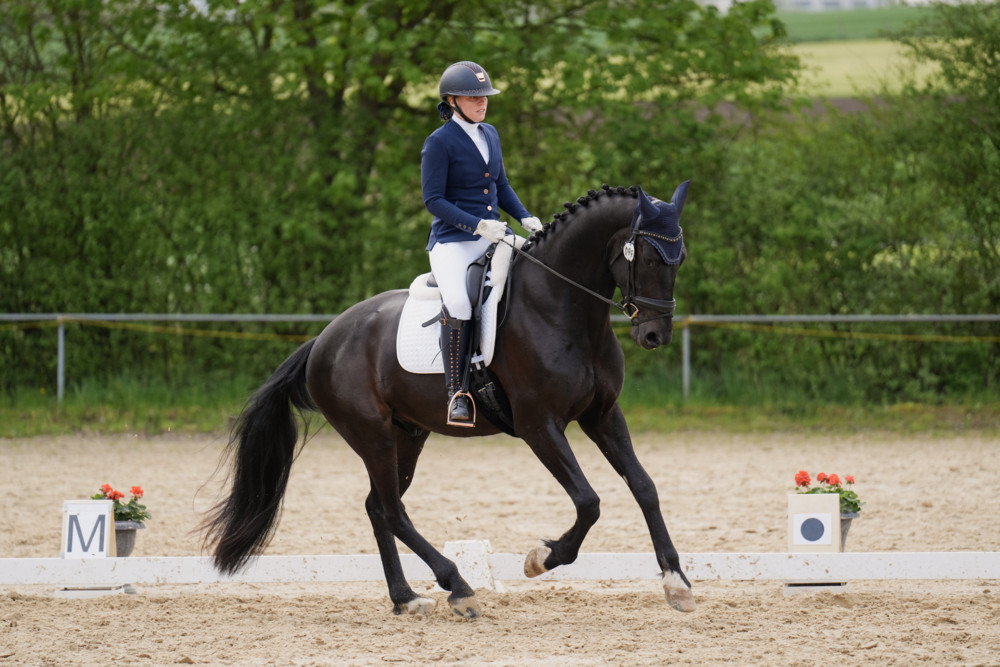Freizeittiere / Wie Pferde durch den Ausbildungsweg lernen