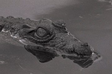 Film / Das Erwachen des portugiesischen Kinos – Aufblühen nach der Nelkenrevolution