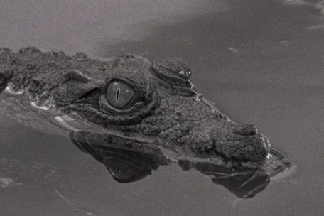 Film / Das Erwachen des portugiesischen Kinos – Aufblühen nach der Nelkenrevolution