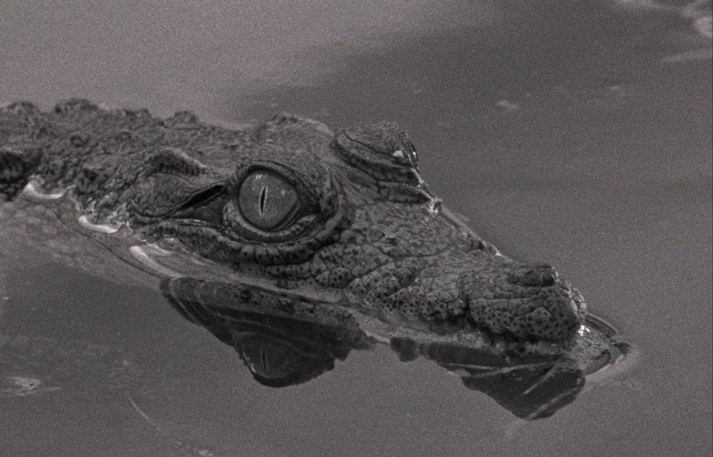 Film / Das Erwachen des portugiesischen Kinos – Aufblühen nach der Nelkenrevolution