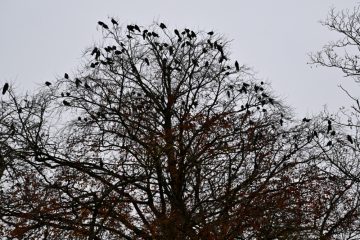 Luxemburg-Stadt / Was es mit den vielen Krähen auf dem Glacis auf sich hat