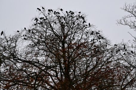 Luxemburg-Stadt / Was es mit den vielen Krähen auf dem Glacis auf sich hat