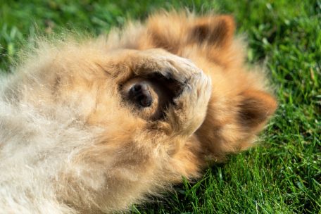 Niedersachsen / Gassi-Notfall: Hundebesitzer verbarrikadiert sich vor vermeintlich aggressivem Tier 