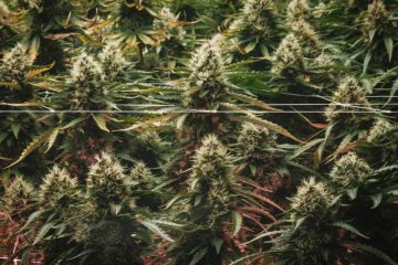Albanien / Luxemburger mit 26,7 Kilogramm Cannabis im Gepäck verhaftet