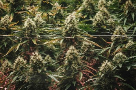 Albanien / Luxemburger mit 26,7 Kilogramm Cannabis im Gepäck verhaftet