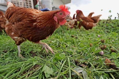 Vogelgrippe / ALVA erinnert an Sicherheitsmaßnahmen für Geflügelhalter in Luxemburg