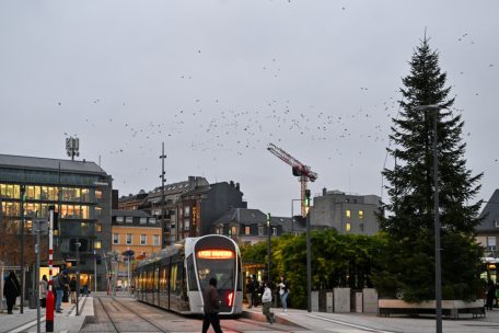 Immer wieder sind große Vogelschwärme über der großen Parkfläche und in der Umgebung zu sehen