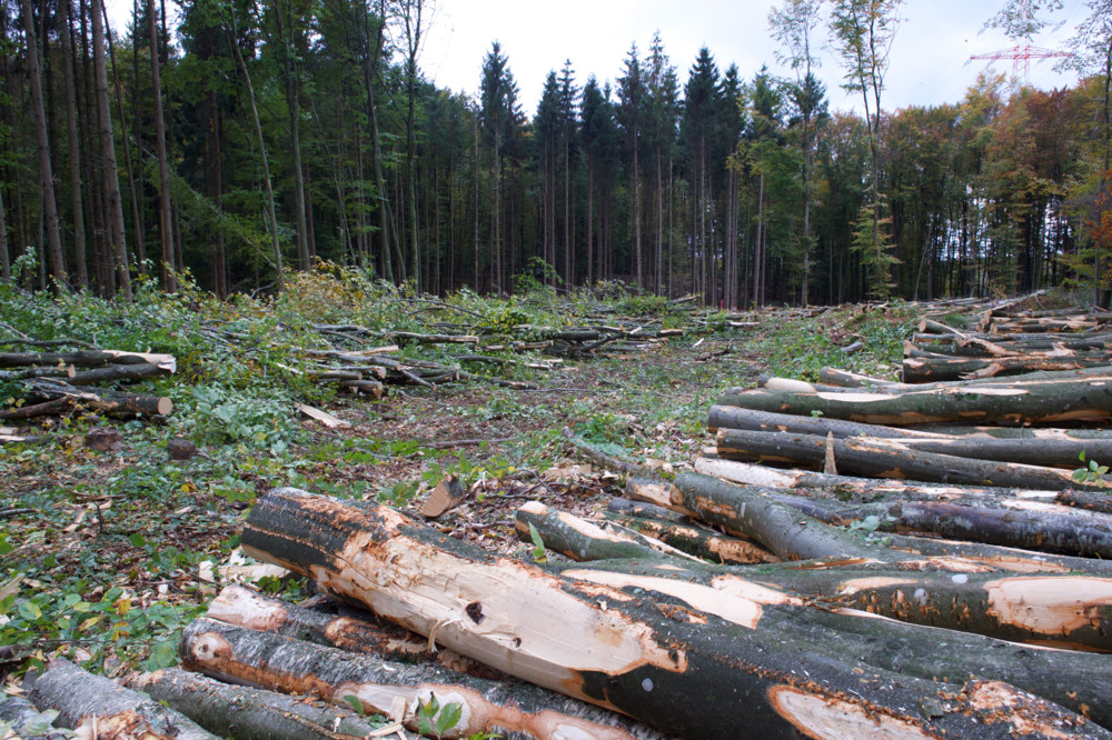 Umweltpolitik  / Greenpeace Luxemburg kritisiert Aufschub der Entwaldungsverordnung um ein Jahr