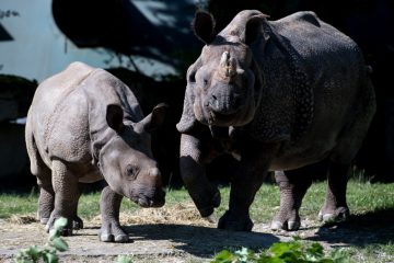 Deutschland  / Panzernashorn Rapti stirbt mit 35 Jahren im Münchner Tierpark