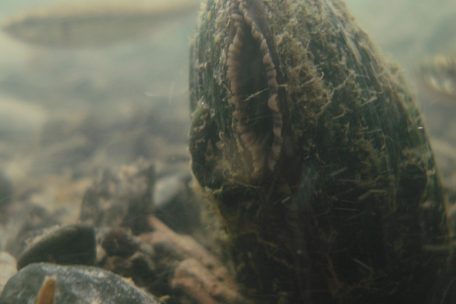 Tiere / Die Flussperlmuschel – Eine gefährdete Art, deren Schutz entscheidend für intakte Gewässer ist