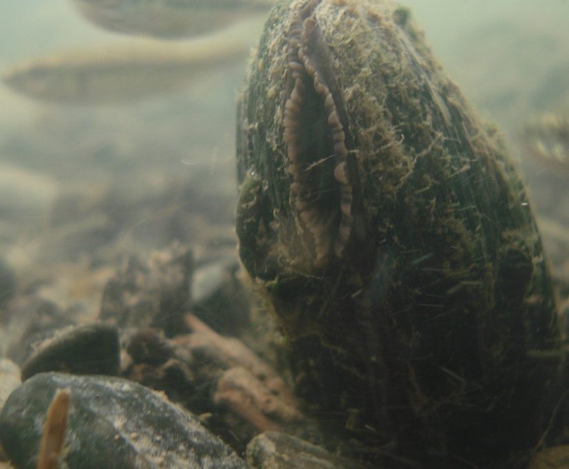 Tiere / Die Flussperlmuschel – Eine gefährdete Art, deren Schutz entscheidend für intakte Gewässer ist