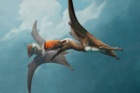 Wissenschaft / „Schwertschwanz aus Bayern“ – Forscher entdecken neuen Flugsaurier in Solnhofen