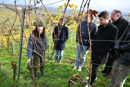 Domaine Tageblatt / Wie der Ochse vorm Weinberg: Die Tageblatt-Redaktion versucht sich als Winzer