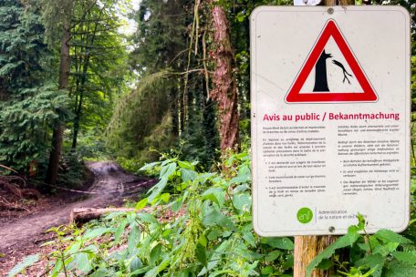 Wetterwarnung / Stadt Luxemburg rät von Spaziergängen in Parks und Wäldern ab