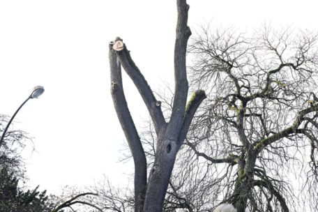 Luxemburg-Stadt / Mehr als 100 Jahre alter Baum am Glacis wird gefällt