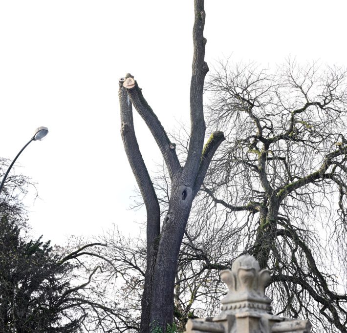 Luxemburg-Stadt / Mehr als 100 Jahre alter Baum am Glacis wird gefällt