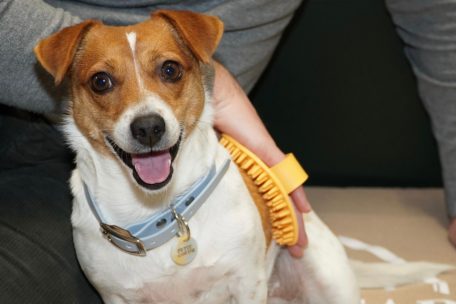 Haustiere / Wie man im Herbst den Fellwechsel bei Hunden unterstützt