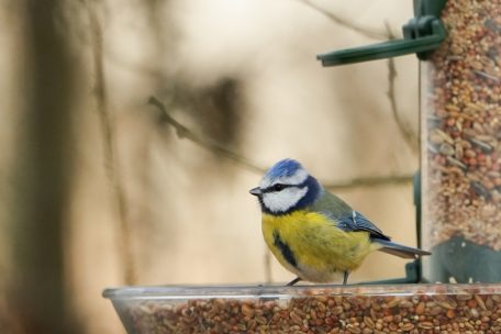 Tiere / Winterfütterung und Schutzräume: Was es beim Vogelschutz zu beachten gilt