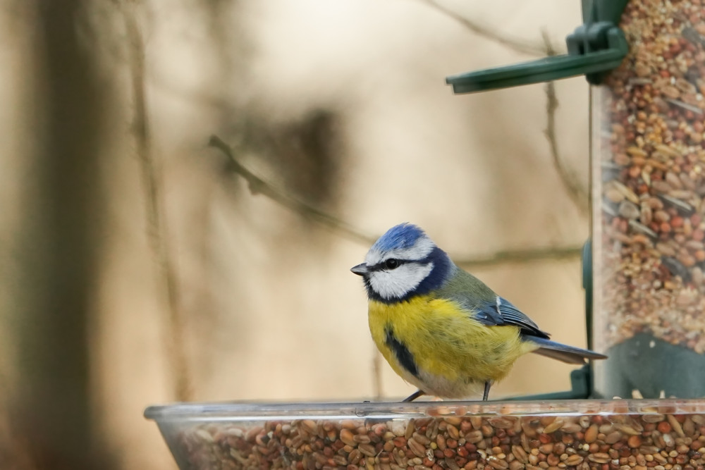 Tiere / Winterfütterung und Schutzräume: Was es beim Vogelschutz zu beachten gilt