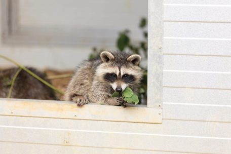 Raubtier mit Knopfaugen / Niedlich, aber oho! Wie die Ausbreitung des Waschbären die heimische Fauna bedroht