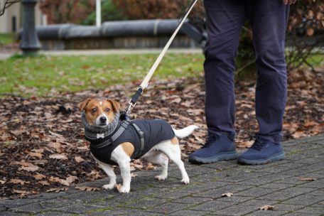Haustiere / Wie Hunde gesund und munter die kalte Jahreszeit überstehen