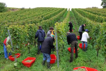 Luxemburg / ITM deckt Arbeitsrecht-Verstöße bei Weinlese auf – Neuer Leitfaden soll Winzern helfen