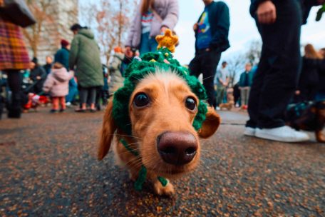 Dritter Advent / Dackel spazieren in Weihnachtskostümen durch London